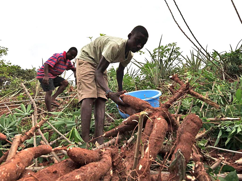 Cassava Farm